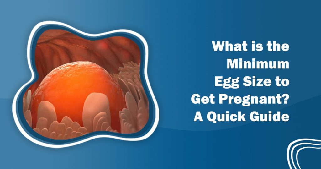Minimum Egg Size To Get Pregnant