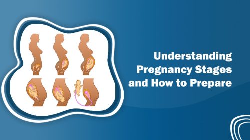 Pregnancy Stages