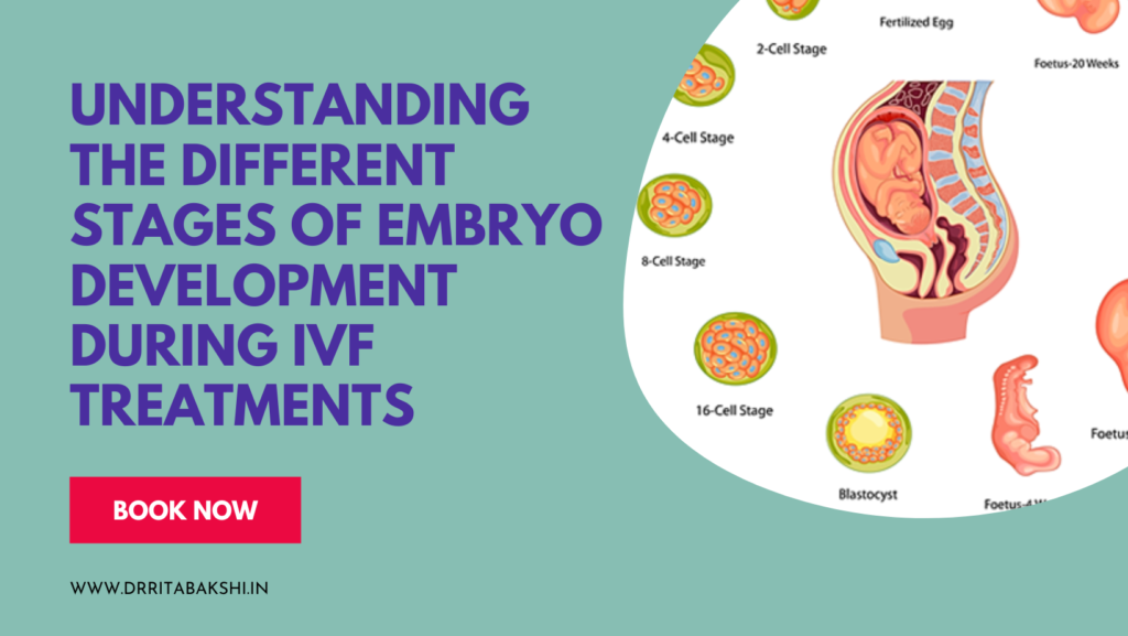 Embryo Development Process