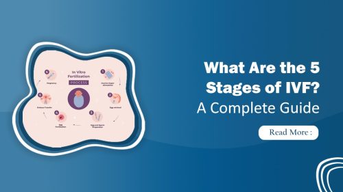 5 Stages of IVF