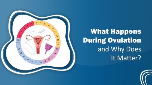 What Happens During Ovulation?