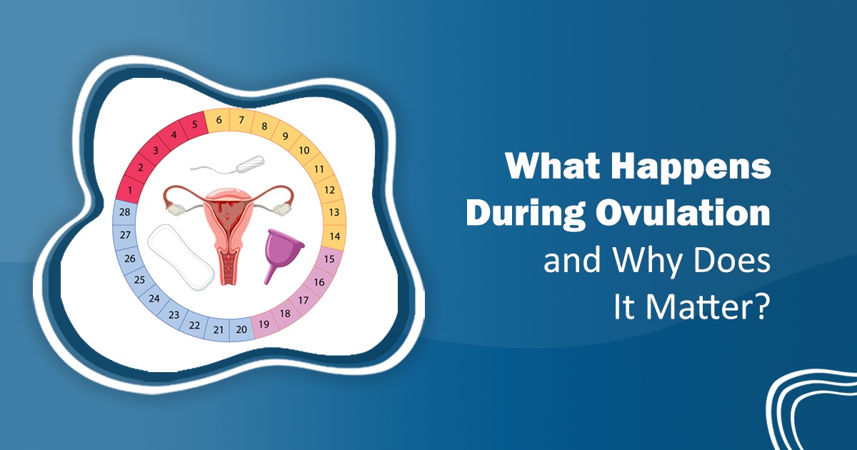 What Happens During Ovulation? | Signs & Fertility Link