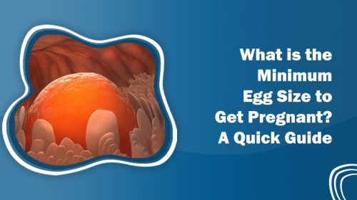 Minimum Egg Size To Get Pregnant