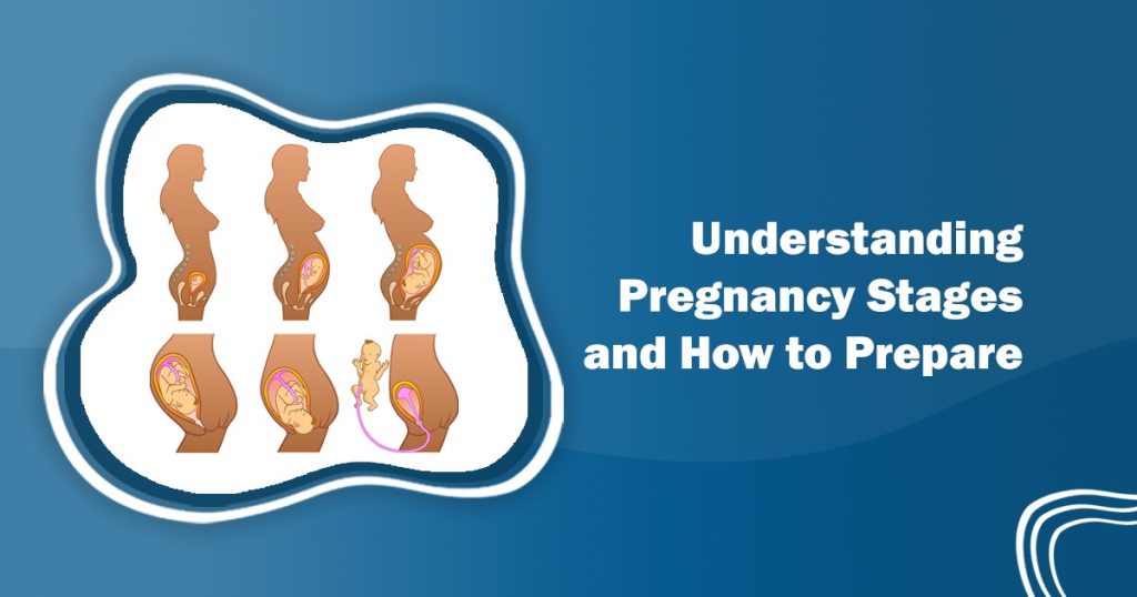 Pregnancy Stages