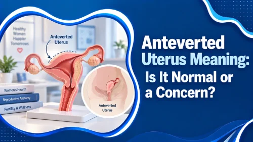 Anteverted uterus meaning showing uterus tilting forward toward bladder as most common normal uterine position